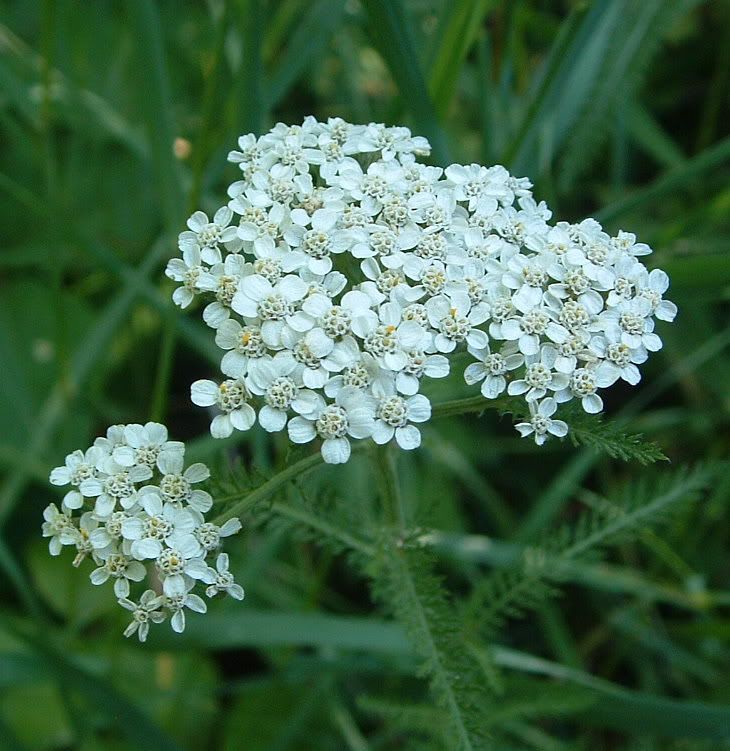 Wild Edible and Medicinal Plants Yarrow